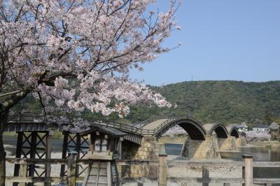 「さくら名所１００選」を訪ねる花見ドライブ・その２＜岩国市・錦帯橋＞