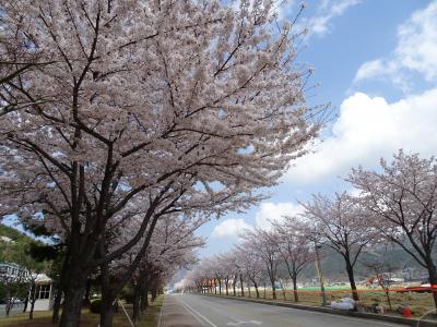 巨済島　コヒョンバスターミナルから歩いて行ける桜のスポット　