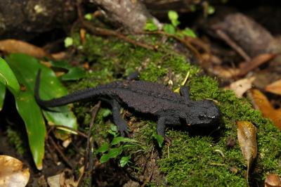 奄美大島0泊2日(4回目) アマミイシカワガエルの繁殖期に再訪！イボイモリも初見初撮り！