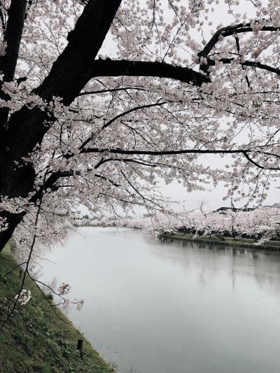 桜満開の雨の弘前公園からの星野リゾート青森屋