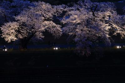2018・04　福島・宮城の桜を見に行こう　2