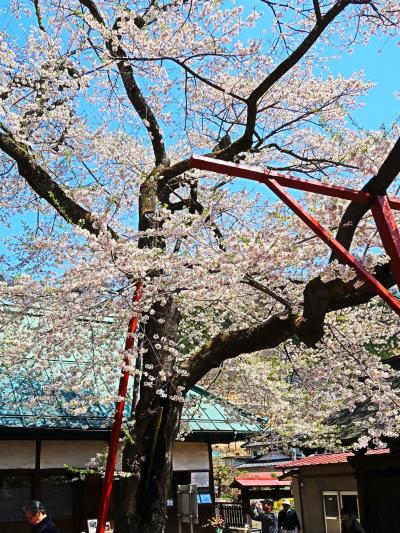 山梨-3　吉祥寺・新羅桜　生命力強い4代目　☆毘沙門天王が御本尊