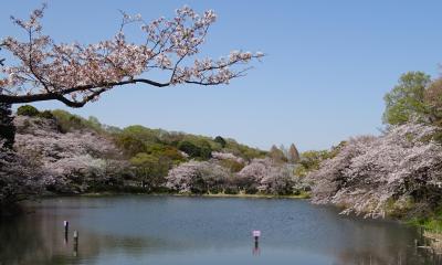 三ッ池公園のさくら図鑑　冬桜、早咲きから遅咲きまで