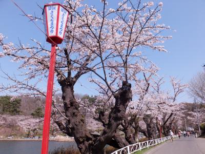 大瀧詠一「夢で逢えたら」の調べ　岩手県盛岡市高松の池　2018年桜開花4月18日満開4月23日