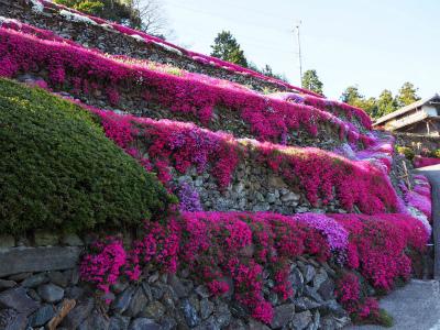 徳島ー高開の石積みの芝桜ー