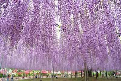 行くなら今！史上最高の華やかさ　あしかがフラワーパークふじのはな物語 2018