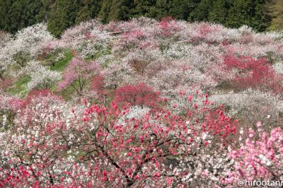 日本一の花桃の里　阿智村　2018