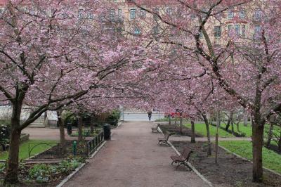 ２０１８年の桜