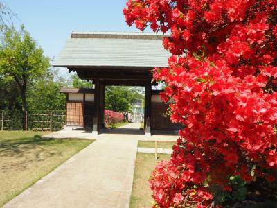 牡丹のお寺