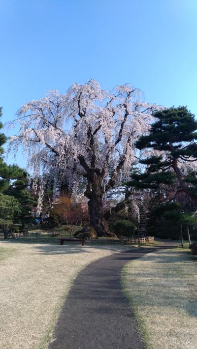 弘前さくらまつり　満開の桜　その2 藤田記念庭園　ついでに古遠部温泉