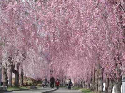 みなみ東北の桜を訪ねて3泊4日の旅　７－１　（日中線記念自転車歩行者道のしだれ桜編）