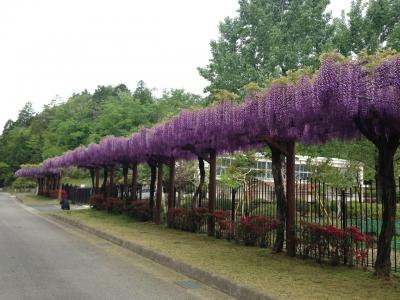 2018年4月27日 御作町 ふじの回廊