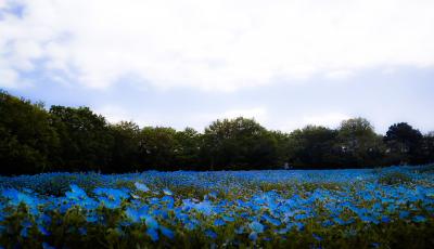 春がいっぱい！国営武蔵丘陵森林公園