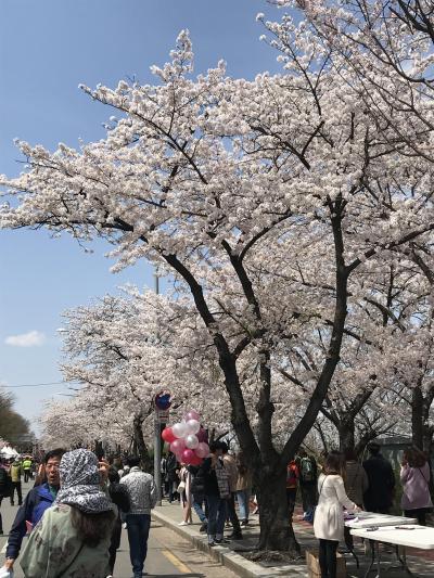 釜山・鎮海・ソウル桜巡り　その５　・・・　そして、ソウル　汝矣島の桜