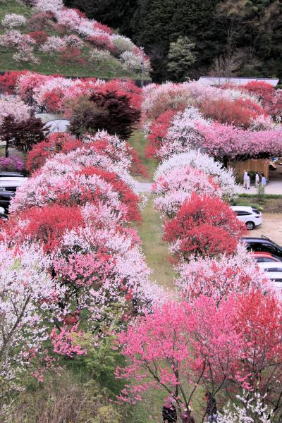 ■ 花桃の里 南信州の桃源郷 阿智村へ  2018年＜長野県＞