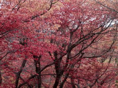 みなみ東北の桜を訪ねて3泊4日の旅　７－3　（花見山公園編）