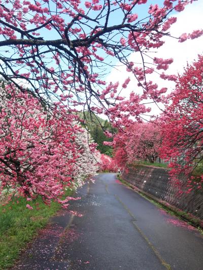 花桃の里