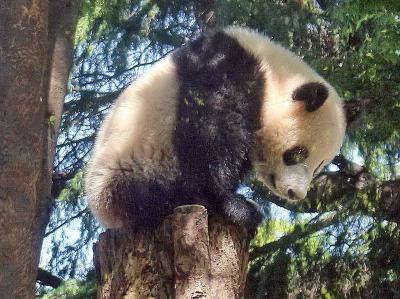 都内散策・パンダと国立新美術館