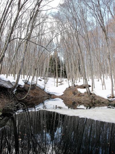 ２０１８年　新潟 春・花 「 雪割草・水芭蕉・桜・チューリップ 」 の旅   < 新潟県柏崎市・五泉市・十日町・長岡市・燕市・西蒲原郡・南魚沼市・南魚沼郡・東蒲原郡 >