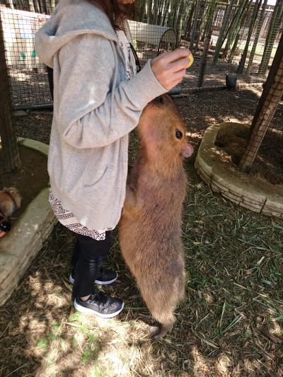 カピバラさんに餌をあげにサユリワールド(市原ぞうの国)へ     ヽ(*⌒∇⌒*)ﾉ::･'ﾟ☆｡.::･'ﾟ★｡.::･'ﾟ☆｡