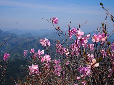 西上州の烏帽子岳　青空に映えるアカヤシオとパノラマ展望ハイク♪