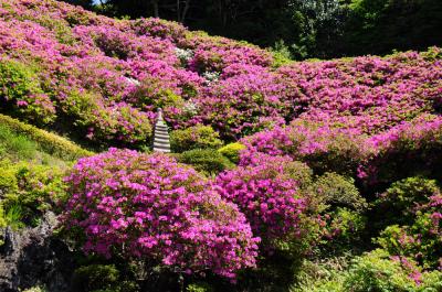 続・鎌倉四季物語【4月】～ツツジ咲く寺と中世の残り香～