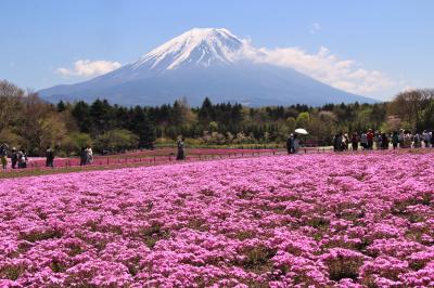 富士芝桜まつりと富士山周遊2018年４月