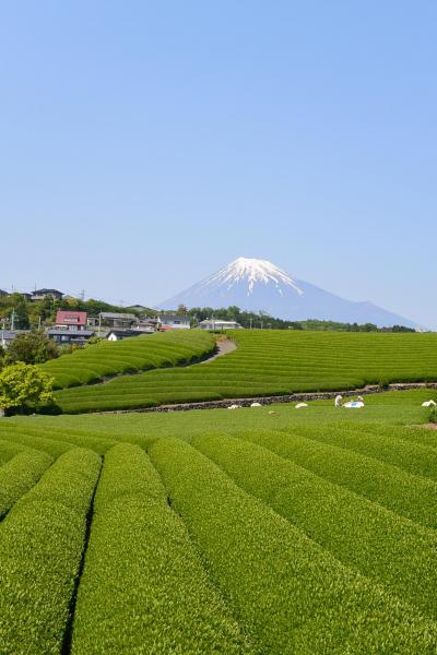 富士滞在　４～５月