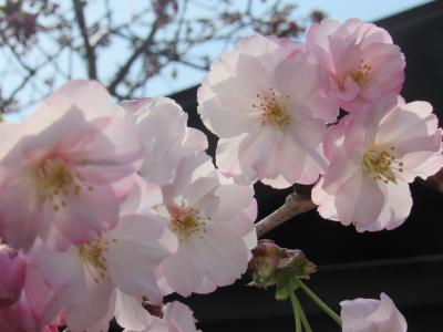 松前はまだ少ししか咲いてないけど、函館は満開！