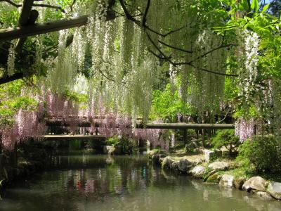 春日大社神苑　萬葉植物園　満開の藤。　