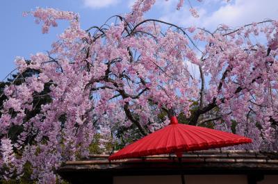 【５００冊記念】春爛漫の会津から塩原へ【１】～桜散る鶴ヶ城と東山温泉～