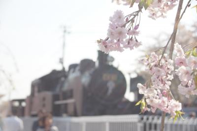 会津の桜を追って