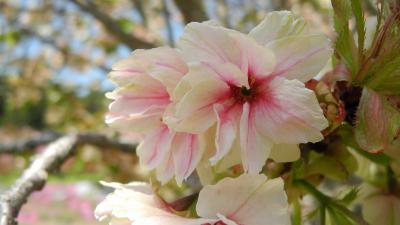 2018.4.28 南信に向け花めぐりに・・・