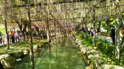 尾張東洋一の藤棚＆牡丹の名所へ