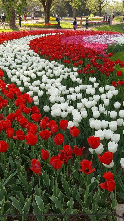 花、花、花そしてチューリップ