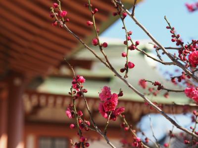 京都の梅と雛街道、そして猫カフェへ