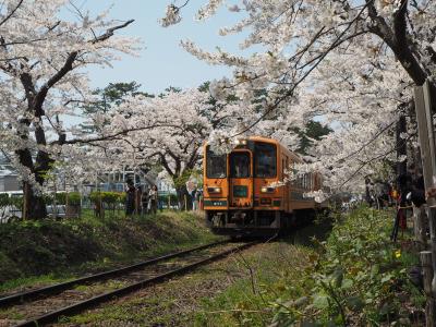 太宰治の桜