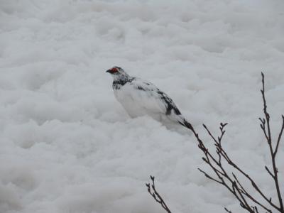 立山　雪の中の雷鳥と雪の大谷