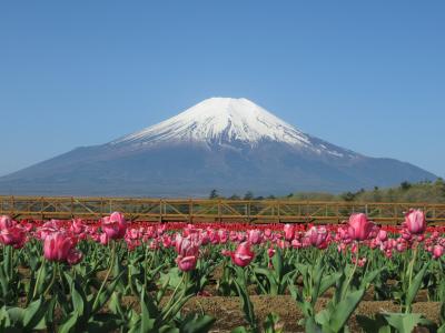 2018年ＧＷドライブ1・山中湖花の都公園