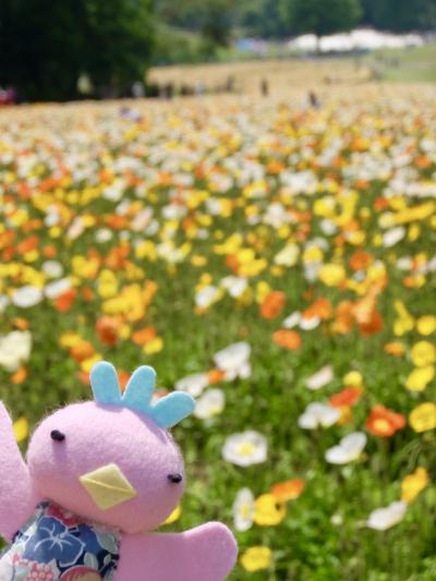 「そうだ！アイスランドポピー見に森林公園へ行こう」ってことで行ってきました♪＝国営武蔵丘陵森林公園＝2018年4月