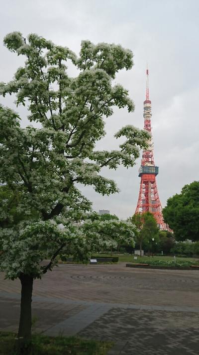 芝公園、増上寺、東京タワーから根津神社のつつじまで