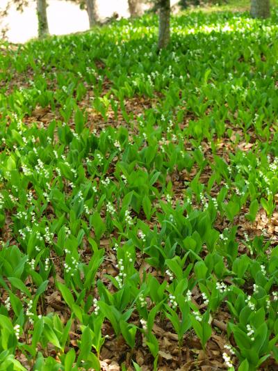 2018.4 花のかごんまいろいろ　なんつあならん　鹿児島のすずらん☆彡