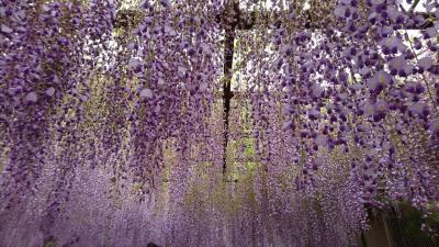 岡山☆満開の藤を楽しみました