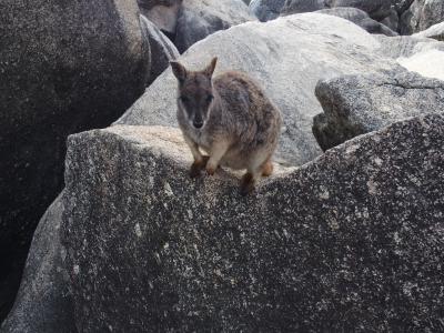 オーストラリア周遊　2017秋  ②グレートバリアリーフ、野生動物探索ツアー