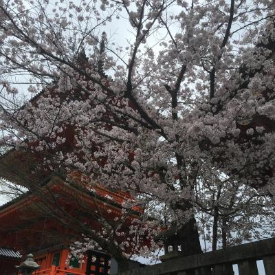 【2016】春の京都　旅行記【1泊2日】