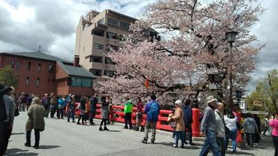 飛騨高山桜満開