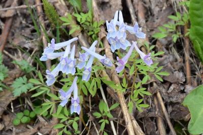 カタクリ街道のある春の里山散策 2018（長野県栄村）