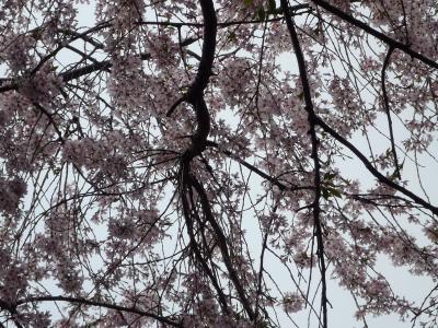 桜を見に　伊東温泉へ