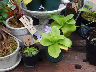 食と緑の空中庭園の中にあるサボテン、多肉植物類専門店を覗く