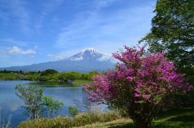田貫湖湖畔を富士山見ながら歩きました 2018.04.26